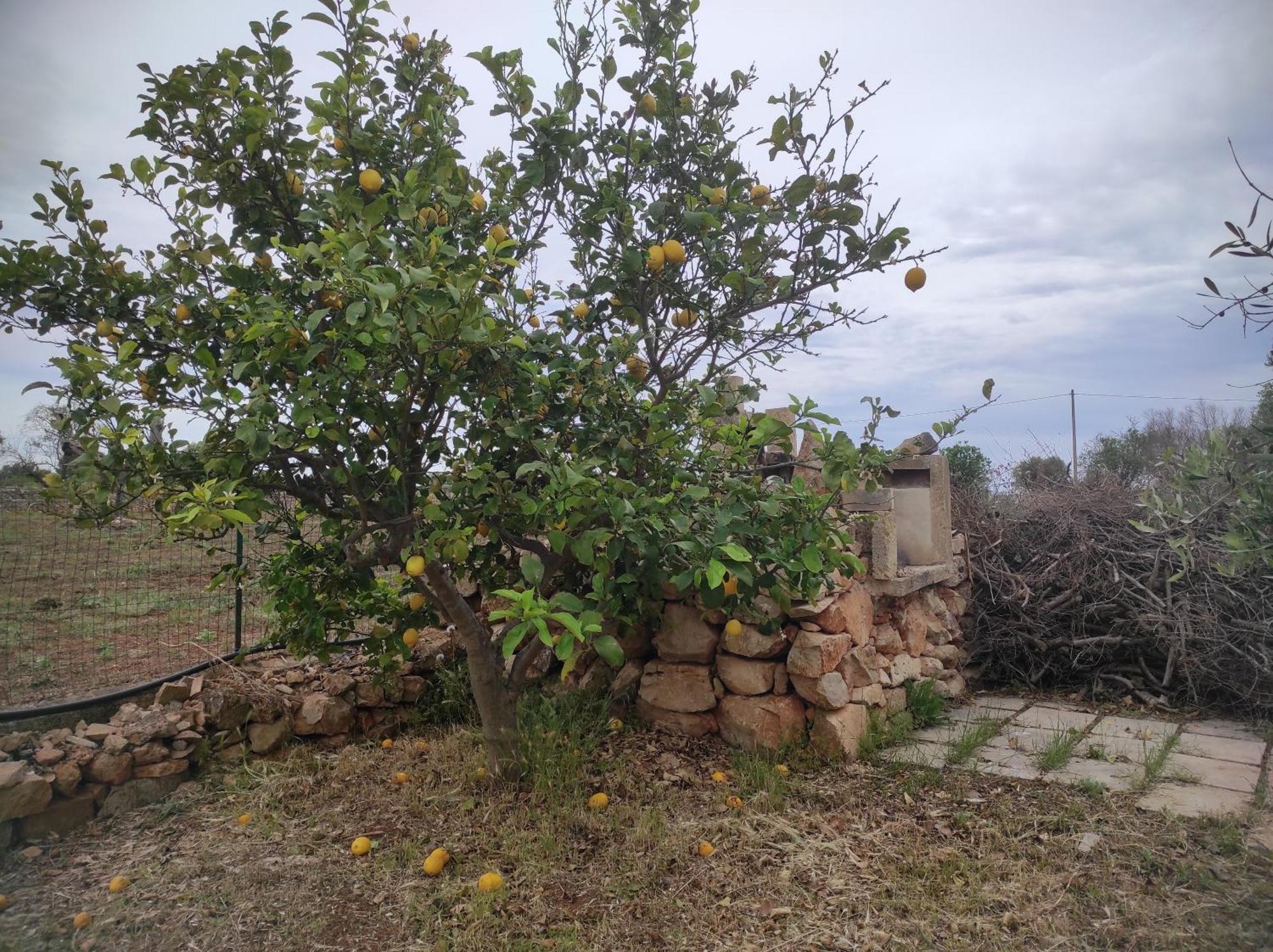 Trullo Contrada Specchi Apartment Racale Exterior photo